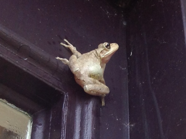 Cuban Tree Frog