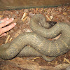 Northern Watersnake