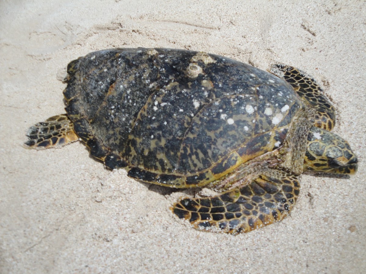 Hawksbill sea turtle