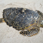 Hawksbill sea turtle