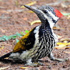 Black-rumped flameback