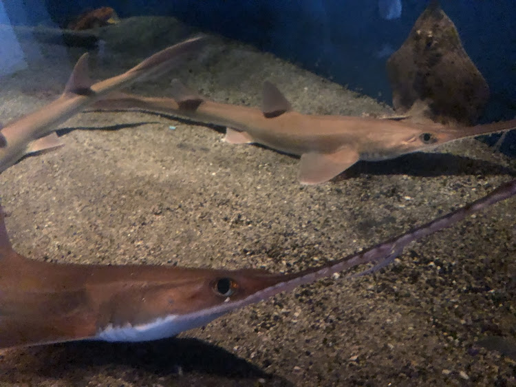 インプレッサの鹿児島・旅行・虫・水族館・洗車に関するカスタム事例の投稿画像6枚目