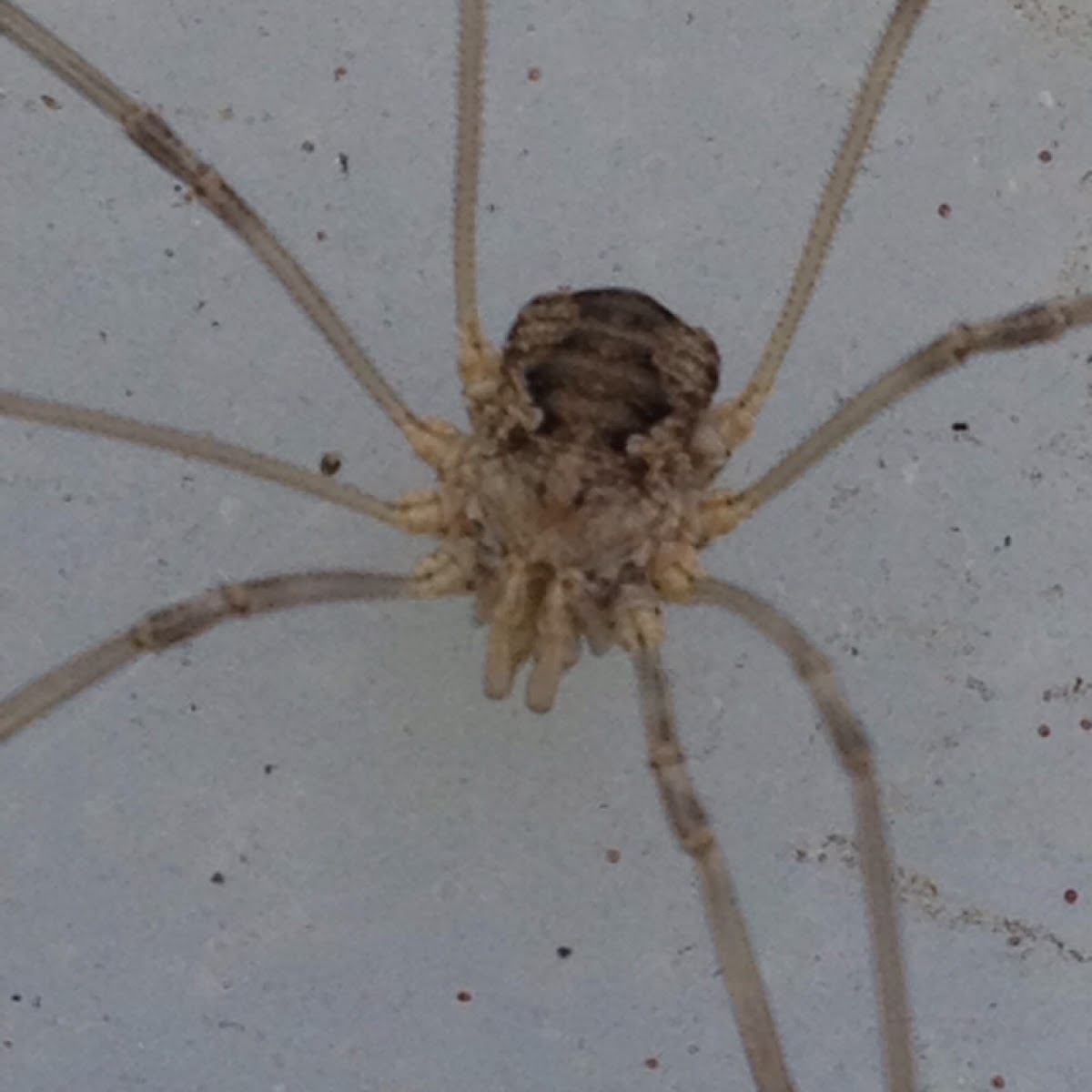 Harvestman