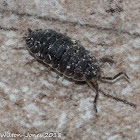 Wood Louse