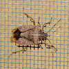 Brown Marmorated Stink Bug