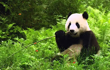 Panda HD Wallpapers New Tab Theme small promo image