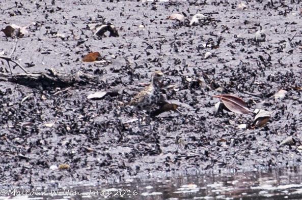 Pacific Golden Plover