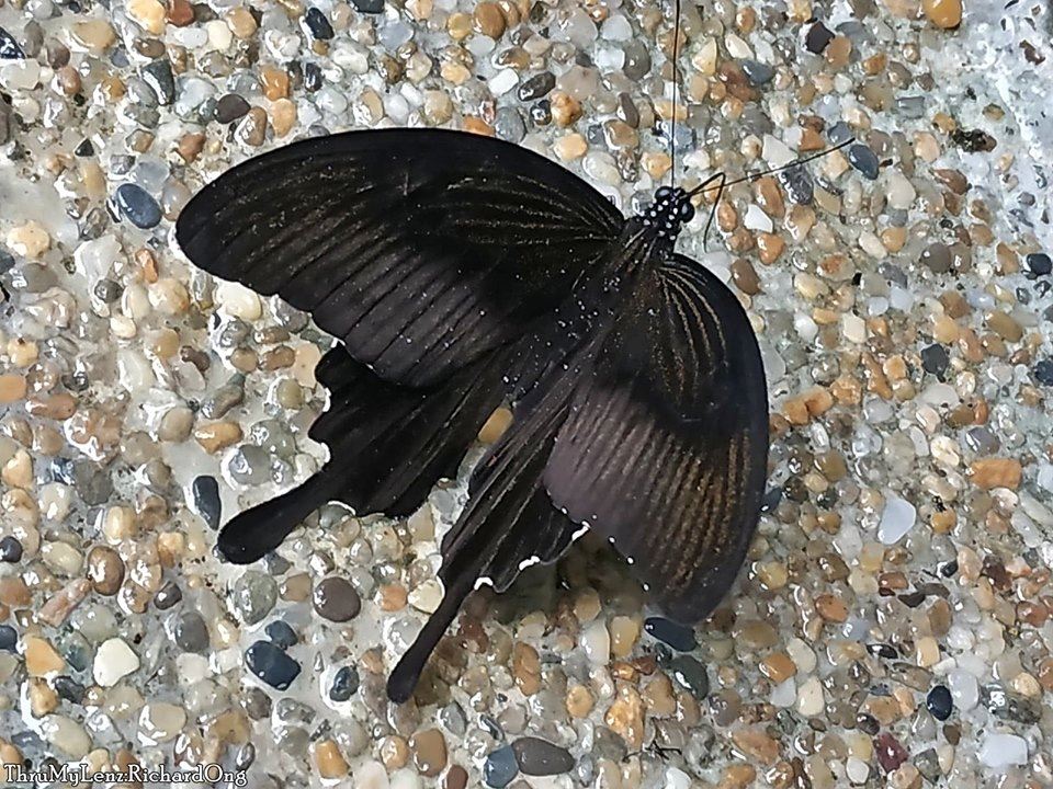 Red Helen Swallowtail