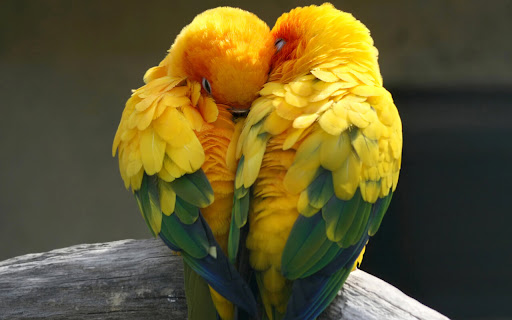 Colorful Parrots Sharing a Tender Moment in screenshot 2