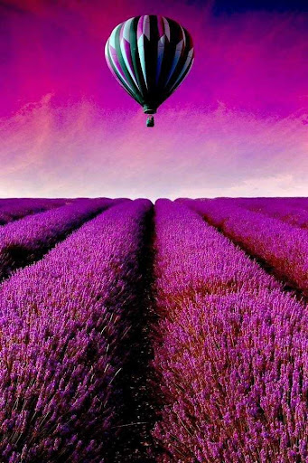 Lavender Live Wallpaper