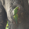 Rose-ringed Parakeet