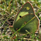 Pale Clouded Yellow