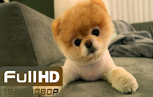 Puppy Wallpaper Full HD New Tab Puppies small promo image