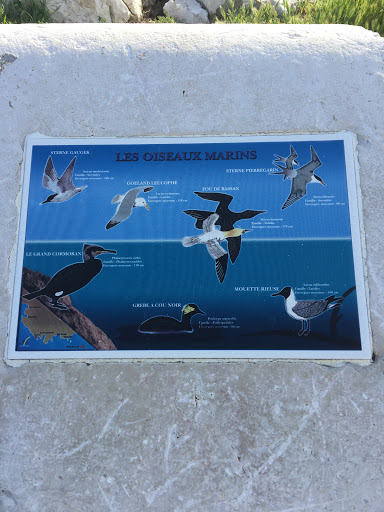 Les Oiseaux Marins