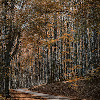 Foliage Toscano di utente cancellato