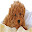 labradoodle Themes & New Tab