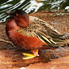 Northern Cinnamon Teal