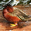 Northern Cinnamon Teal