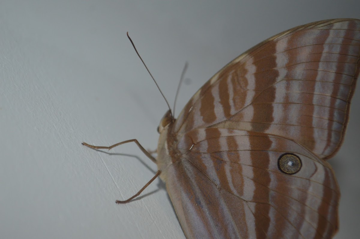 Northern pearly-eye butterfly