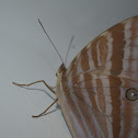 Northern pearly-eye butterfly