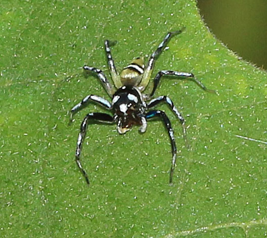 Jumping Spider