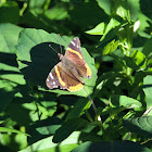 Red admiral