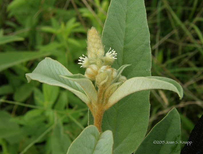 Woolly Croton / Hogwart