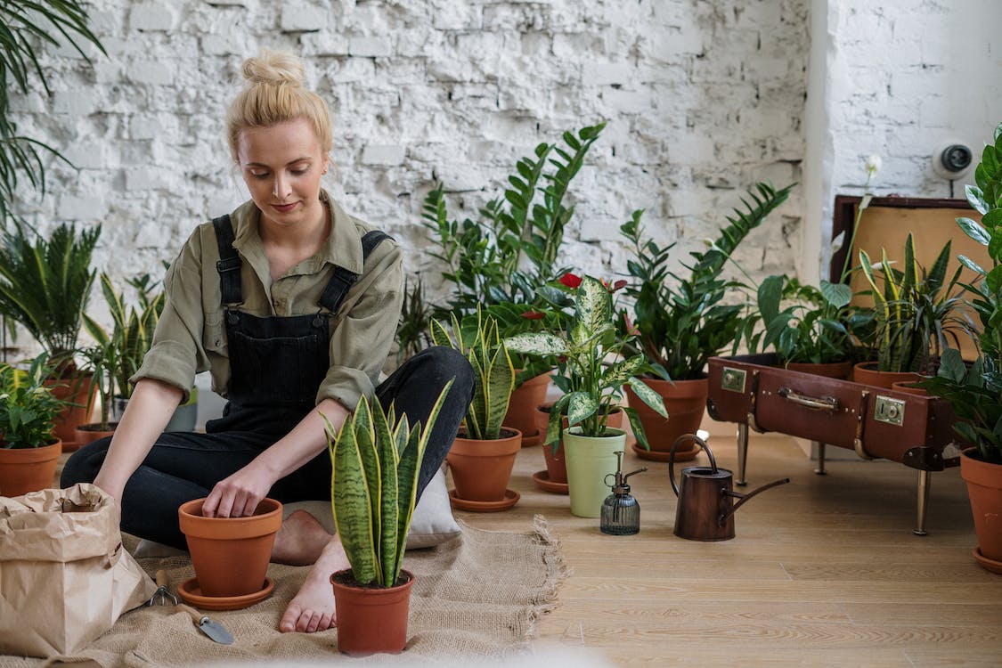 how to pollinate indoor plants