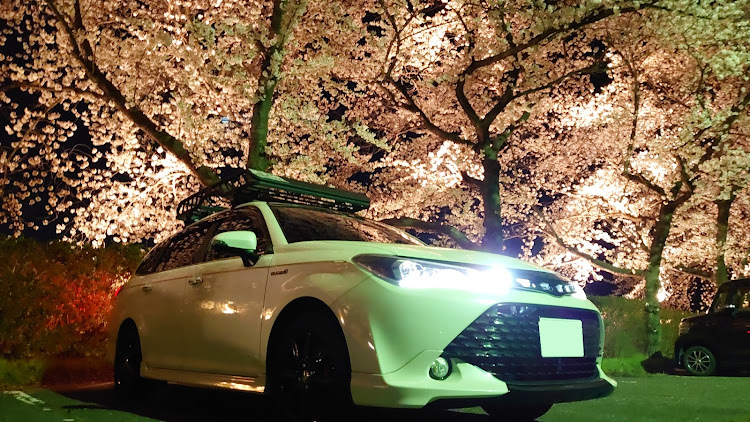 カローラフィールダーの桜とコラボ・M工房from長野・ピンスト・ワンオフ・夜桜に関するカスタム事例の投稿画像1枚目