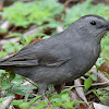 Gray Catbird