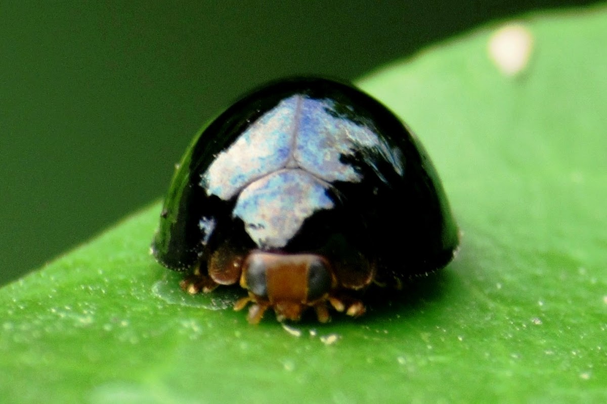 Ladybird Beetle