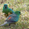 Red Rumped Parrots