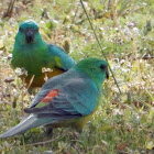 Red Rumped Parrots