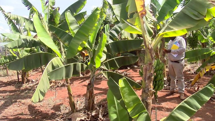 A banana farm belonging to Githuya Sunrise Youth group in Kandara, Murang'a, that has received Sh495,000 funding from Narigp.