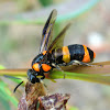 Bottlebrush sawfly