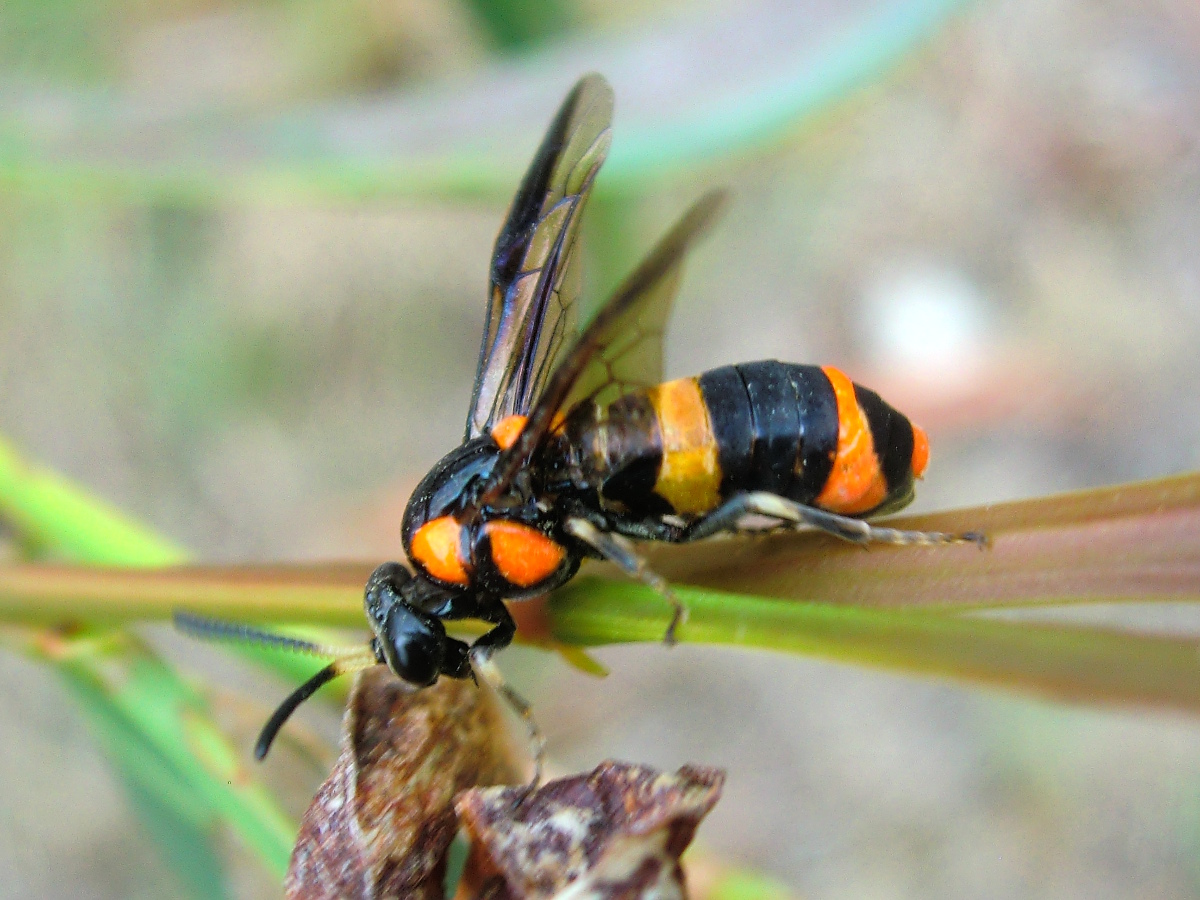 Bottlebrush sawfly