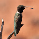 Black-chinned hummingbird (male)