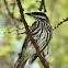 Streaked Flycatcher