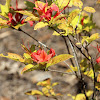 Rhododendrom or Azalea