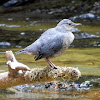 American Dipper