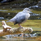 American Dipper