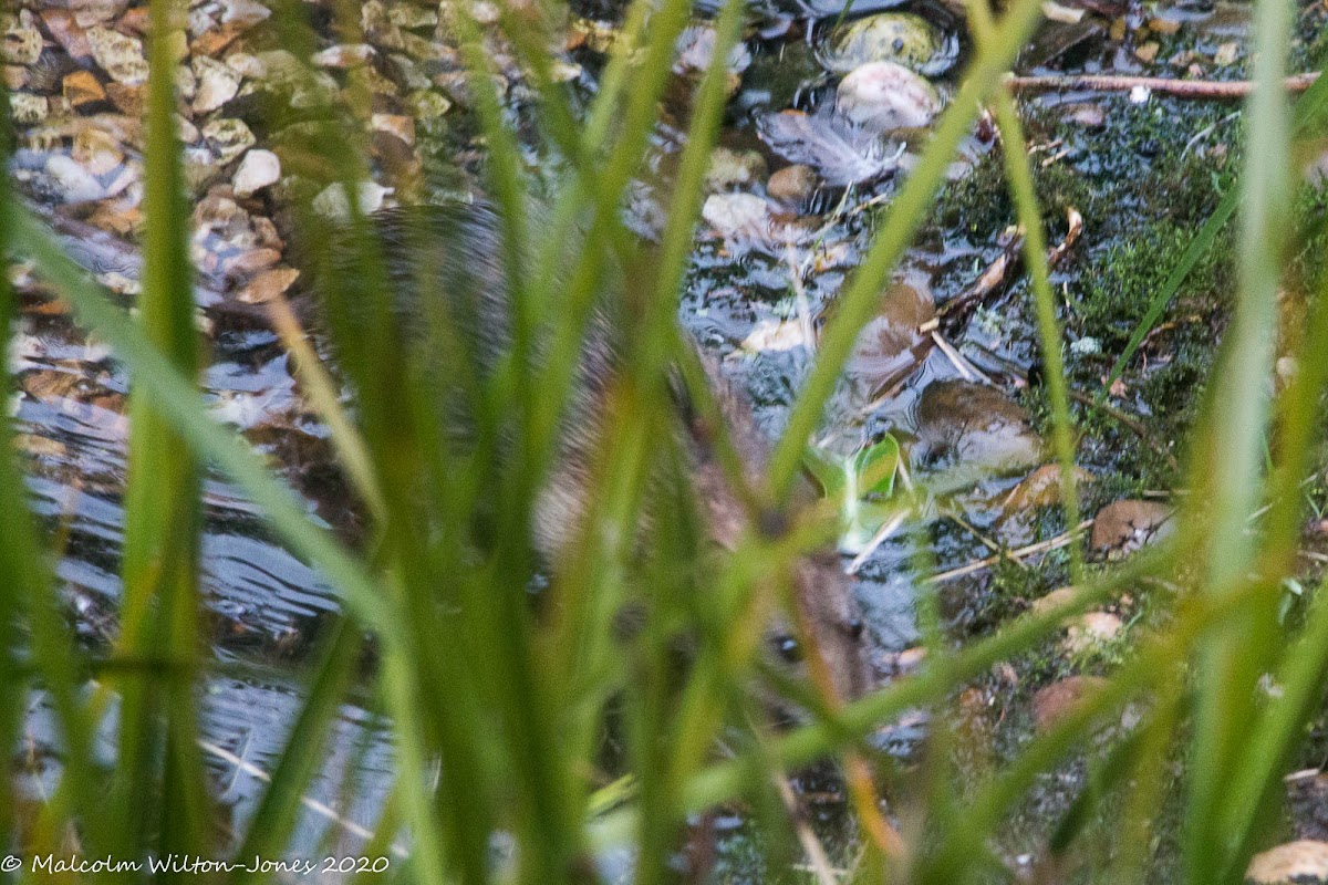 Brown Rat