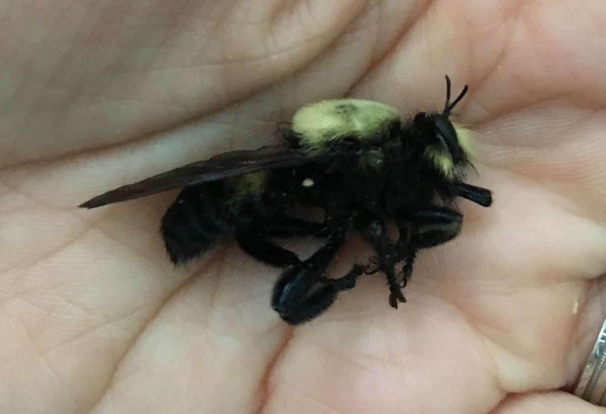 Bee-like Robber Fly