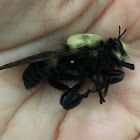 Bee-like Robber Fly