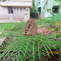 Long-brand Bushbrown Butterfly