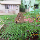 Long-brand Bushbrown Butterfly