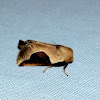 Skiff Moth