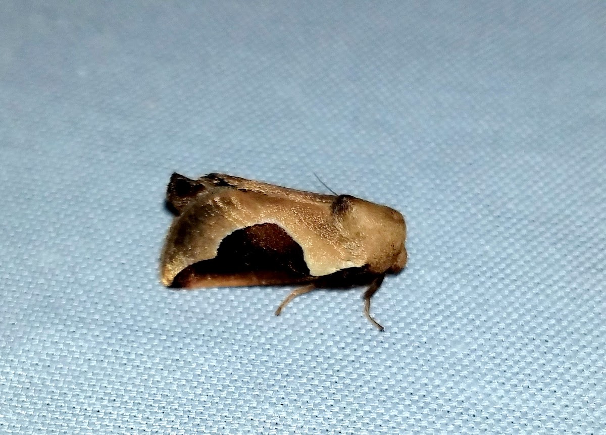 Skiff Moth