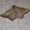 Geometrid Moth