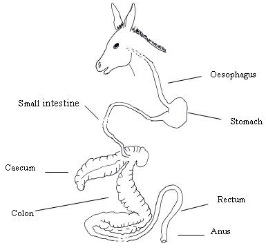The digestive system of the donkey.